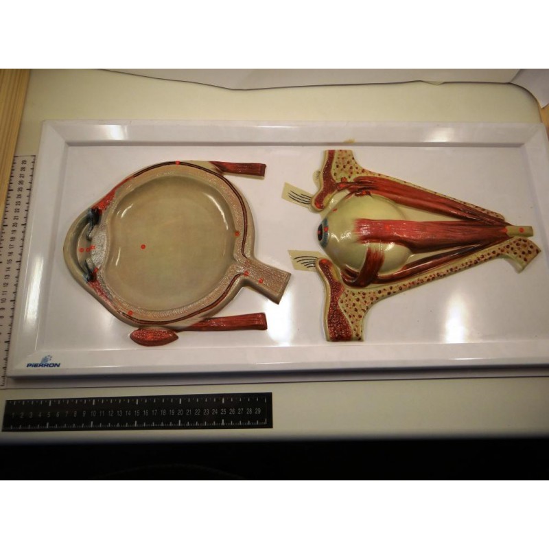 Anatomie de l’œil