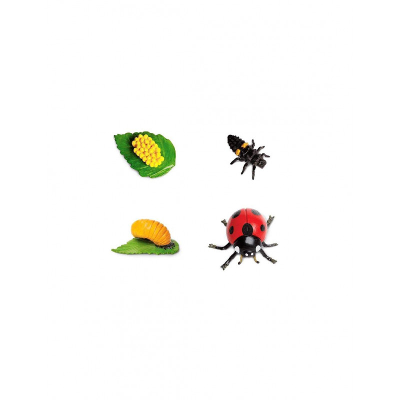 Figurines cycle de vie de la coccinelle