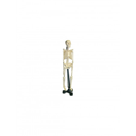 Squelette anatomique du corps humain