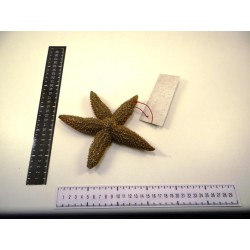 Etoile de mer
