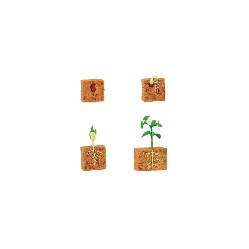 Figurines cycle de vie d'une plante