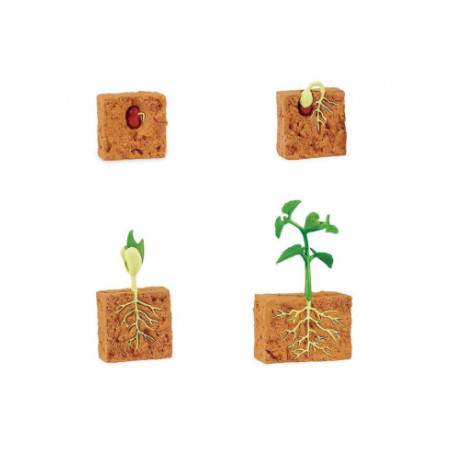 Figurines cycle de vie d'une plante