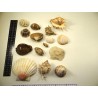Coquillages