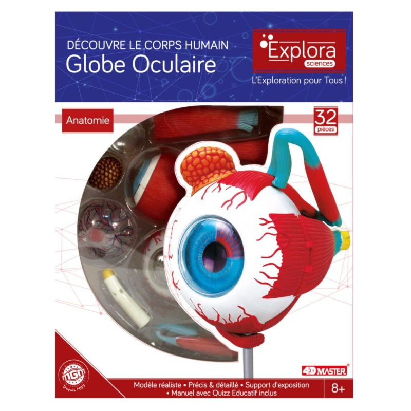 Anatomie de l’œil